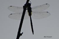 Somatochlora flavomaculata