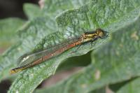 Pyrrhosoma nymphula