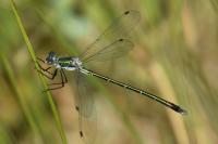 Lestes dryas