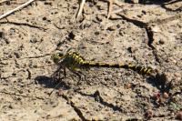 Onychogomphus forcipatus