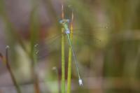Lestes virens