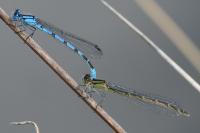 Enallagma cyathigerum