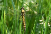 Orthetrum cancellatum