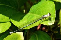 Coenagrion puella