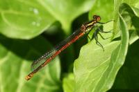 Pyrrhosoma nymphula