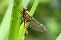 Libellula depressa