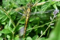 Orthetrum cancellatum