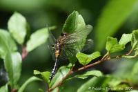 Leucorrhinia caudalis