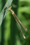 Lestes barbarus