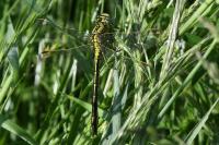 Gomphus pulchellus