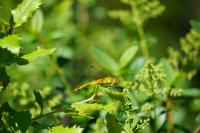 Sympetrum sanguineum