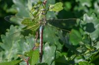 Anax imperator