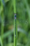 Lestes dryas