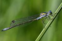 Lestes dryas