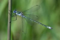 Lestes sponsa