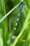 Coenagrion mercuriale
