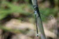 Lestes sponsa