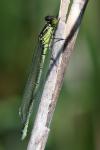 Erythromma najas