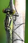 Erythromma najas