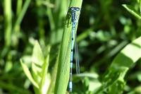 Coenagrion puella