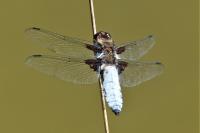 Libellula depressa