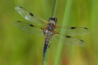 Libellula quadrimaculata