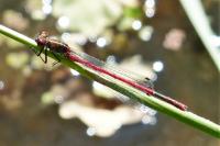 Pyrrhosoma nymphula