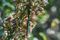Somatochlora metallica
