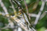 Oxygastra curtisii