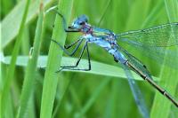 Lestes dryas