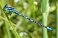 Coenagrion scitulum
