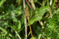 Sympetrum meridionale