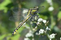 Gomphus vulgatissimus