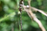 Oxygastra curtisii