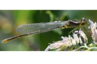 Erythromma viridulum