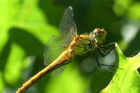 Sympetrum sanguineum