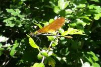 Calopteryx virgo