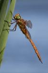 Aeshna isoceles