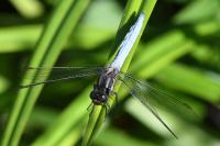 Orthetrum coerulescens