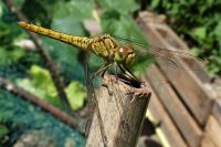 Sympetrum meridionale