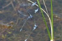 Lestes macrostigma