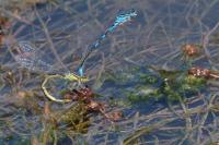 Coenagrion scitulum