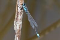 Ischnura elegans
