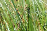 Lestes barbarus