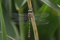Oxygastra curtisii