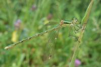 Lestes barbarus