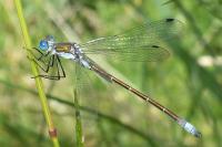 Lestes dryas