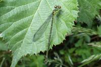 Erythromma viridulum