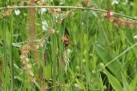 Libellula fulva