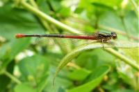 Pyrrhosoma nymphula